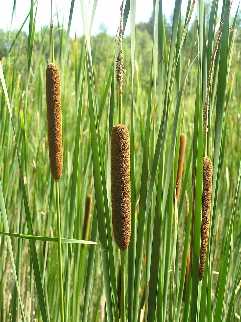 [12185] TYPHA ANGUSTIFOLIA (MASSETTE) (Caduc, 100/150)