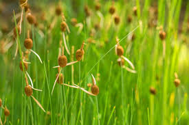 TYPHA MINIMA MASSETTE GDT