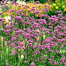 VERBENA BONARIENSIS