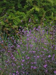 [12228] VERBENA GRANDIFLORA
