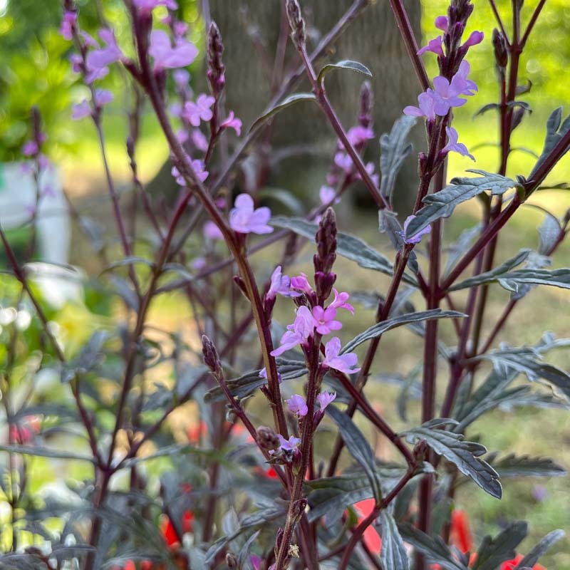 [12230] VERBENA OFFICINALIS