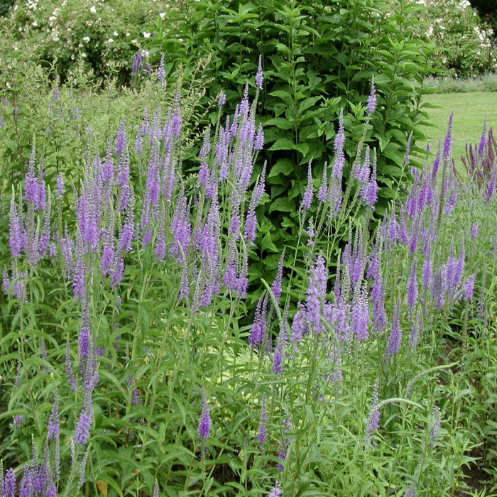VERONICA LONGIFOLIA BLAURIESEN BLEU