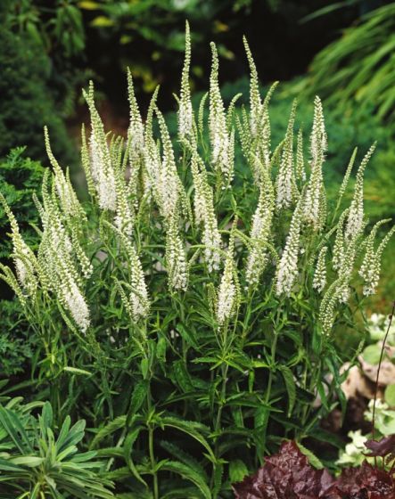 VERONICA SPICATA ALBA