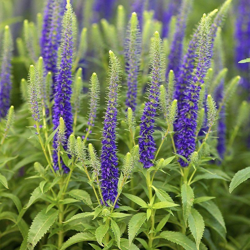 VERONICA SPICATA BLEU