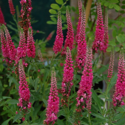 [12245] VERONICA SPICATA ROSE (Caduc, 50/100)