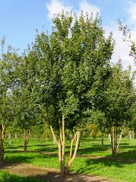 ACER CAMPESTRE (CAMPESTRIS) RN