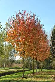 [0155] ACER FREEMANII AUTUMN BLAZE