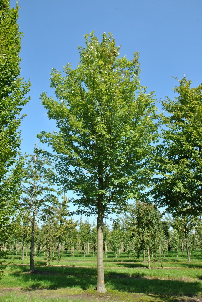 ACER FREEMANII CELEBRATION