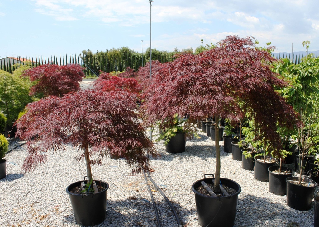 [0428] ACER PALMATUM DISSECTUM STELLA ROSSA  TRONCS