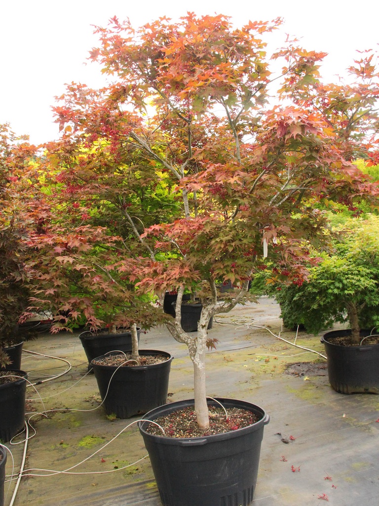 [0476] ACER PALMATUM KASAGI YAMA