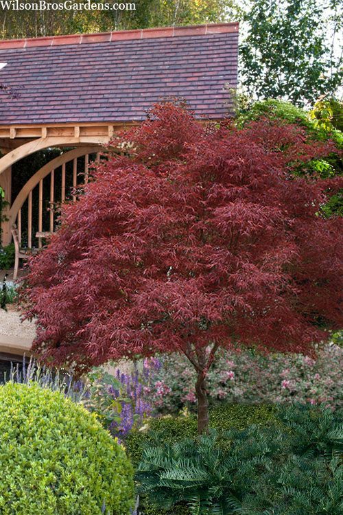 [0496] ACER PALMATUM LINEARILOBUM RED PIGMY