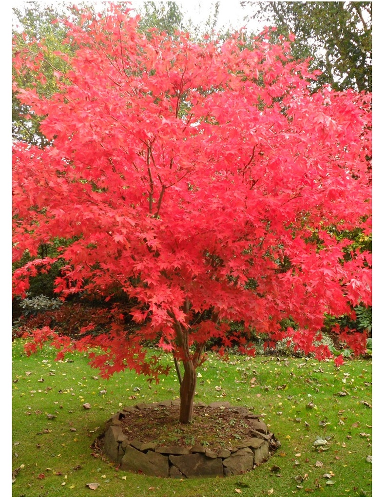 [0507] ACER PALMATUM OSAKAZUKI