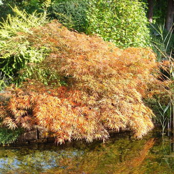 [0427] ACER PALMATUM DISSECTUM PENDULUM DEMI TIGE