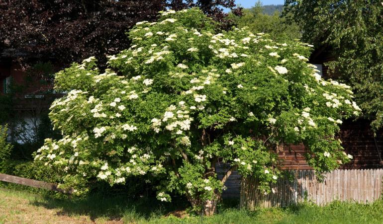 [11109] SAMBUCUS NIGRA RN