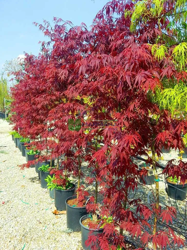 [0303] ACER PALMATUM BURGUNDY LACE