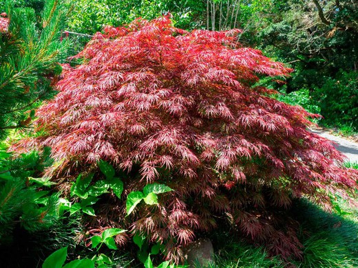 [0468] ACER PALMATUM HAGOROMO