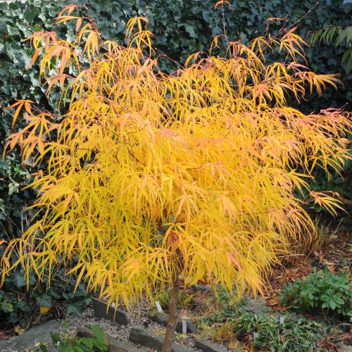 ACER PALMATUM KOTO