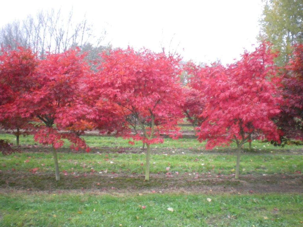ACER PALMATUM LINEARILOBUM