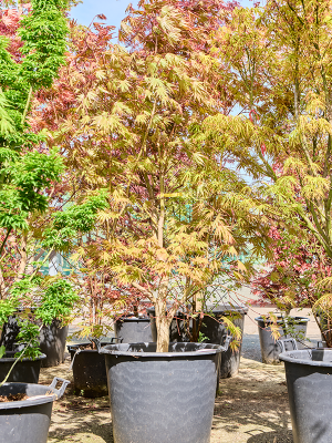[0498] ACER PALMATUM MASUKAGAMI