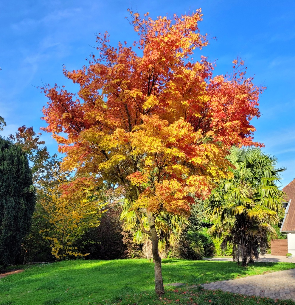 ACER PALMATUM SANGO KAKU