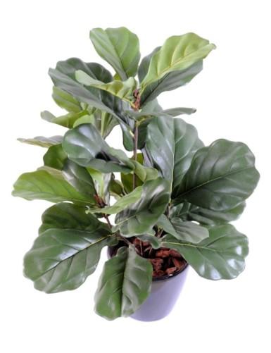 [1362] ARTIFICIEL FICUS LYRATA H60