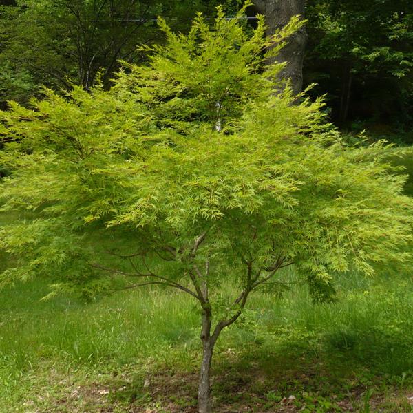 [0559] ACER PALMATUM SEIRYU