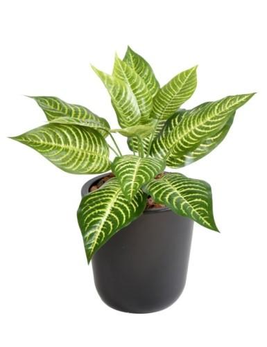 ARTIFICIEL APHELANDRA PIQUE H30