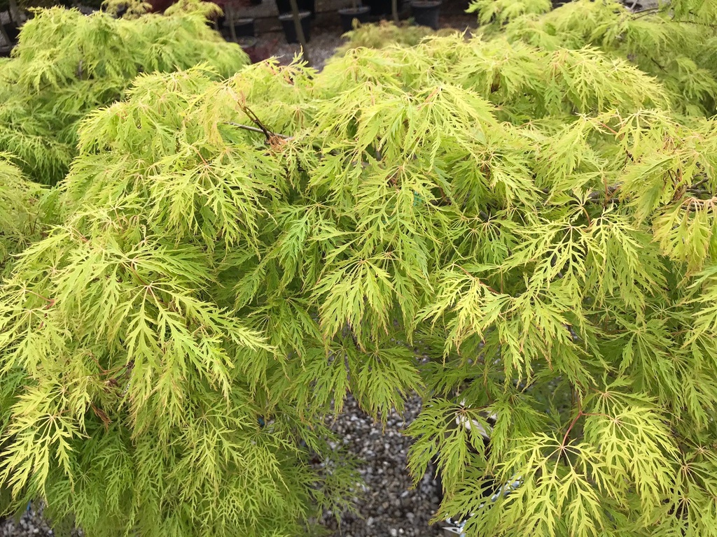 ACER PALMATUM DISSECTUM GREEN LACE - FONTAINE