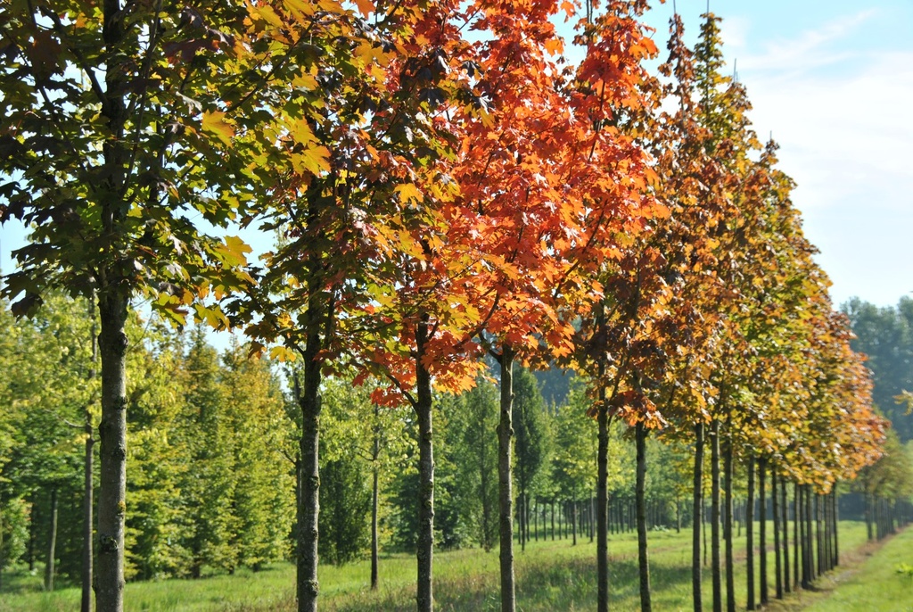 [0640] ACER PLATANOIDES DEBORAH