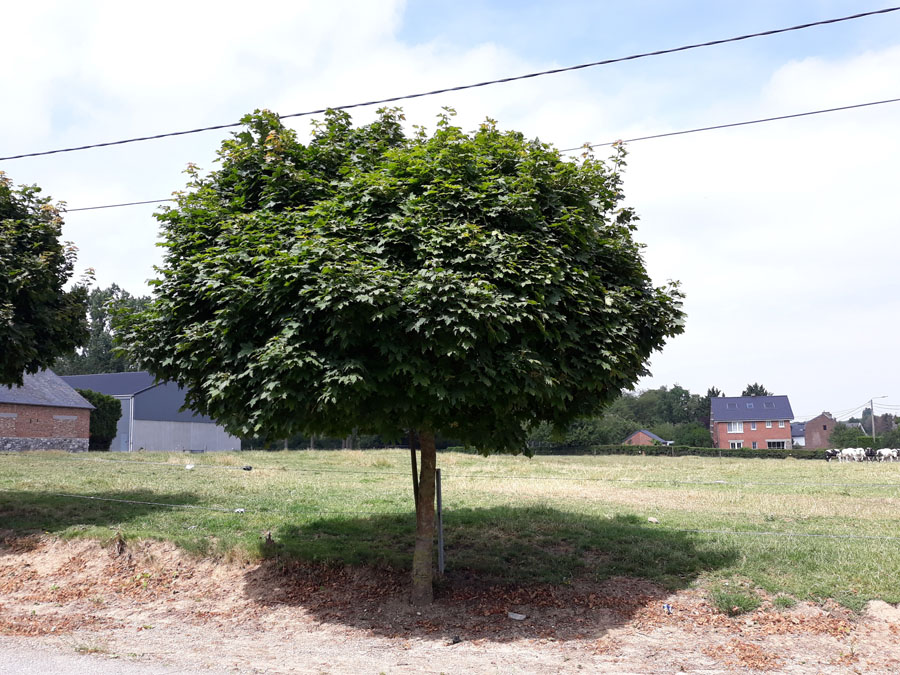 ACER PLATANOIDES GLOBUSUM