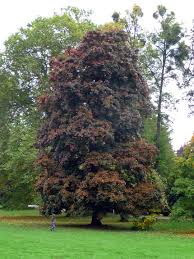 ACER PLATANOIDES SCHWELDERI NIGRA
