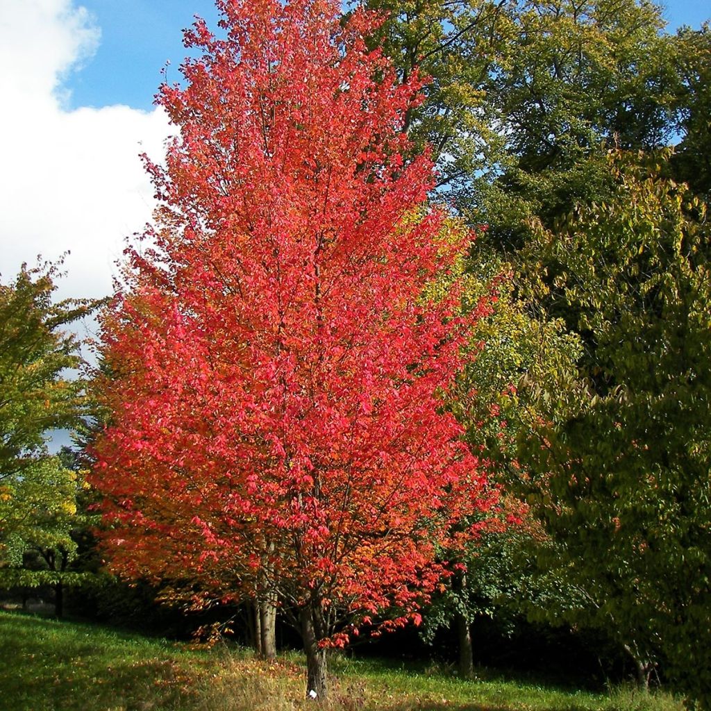 ACER RUBRUM ARMSTRONG