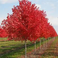 [0713] ACER RUBRUM OCTOBER GLORY