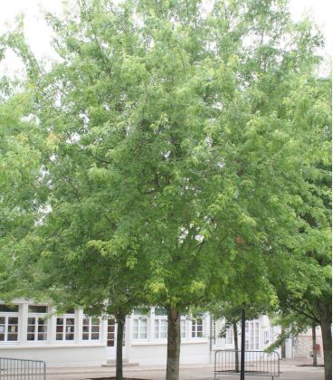 [0719] ACER SAC WIERI LACINIATA