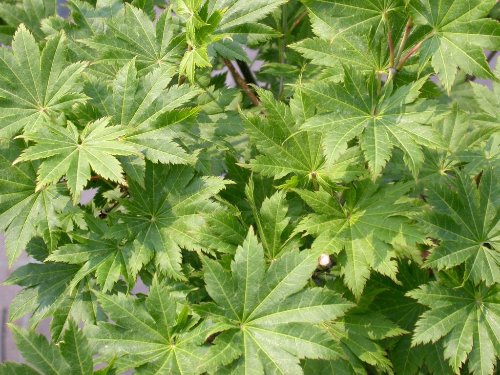 [0742] ACER SHIRASAWANUM SUZANNE