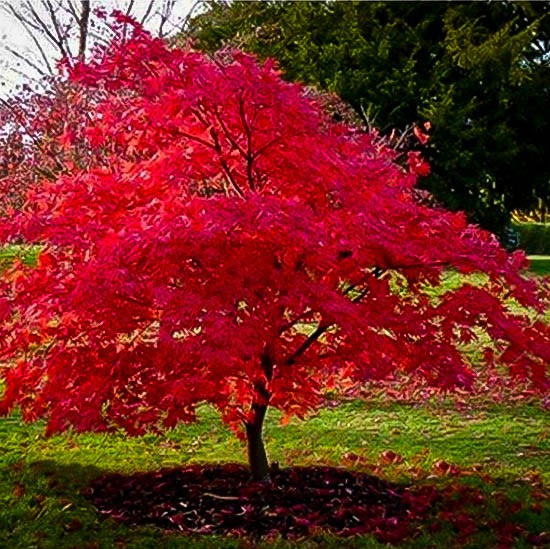 ACER TARTARICUM GINNALA