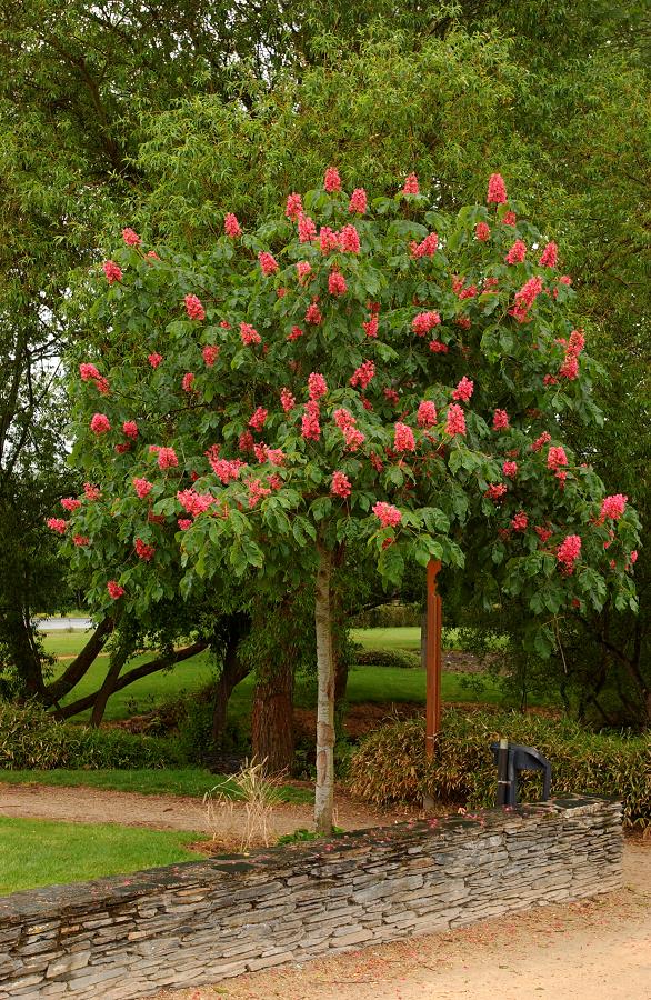 [0803] AESCULUS CARNEA BRIOTII