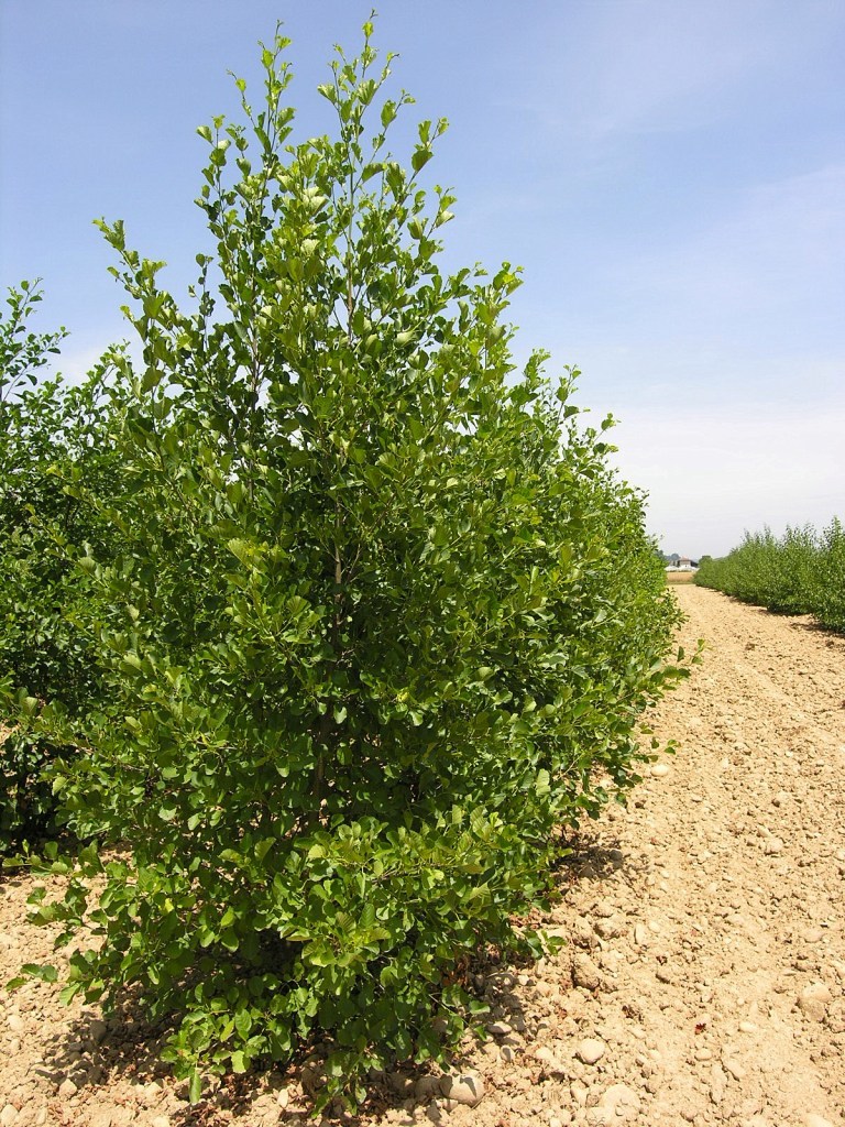 ALNUS GLUTINOSA CEPEE