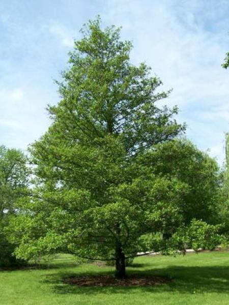 ALNUS GLUTINOSA