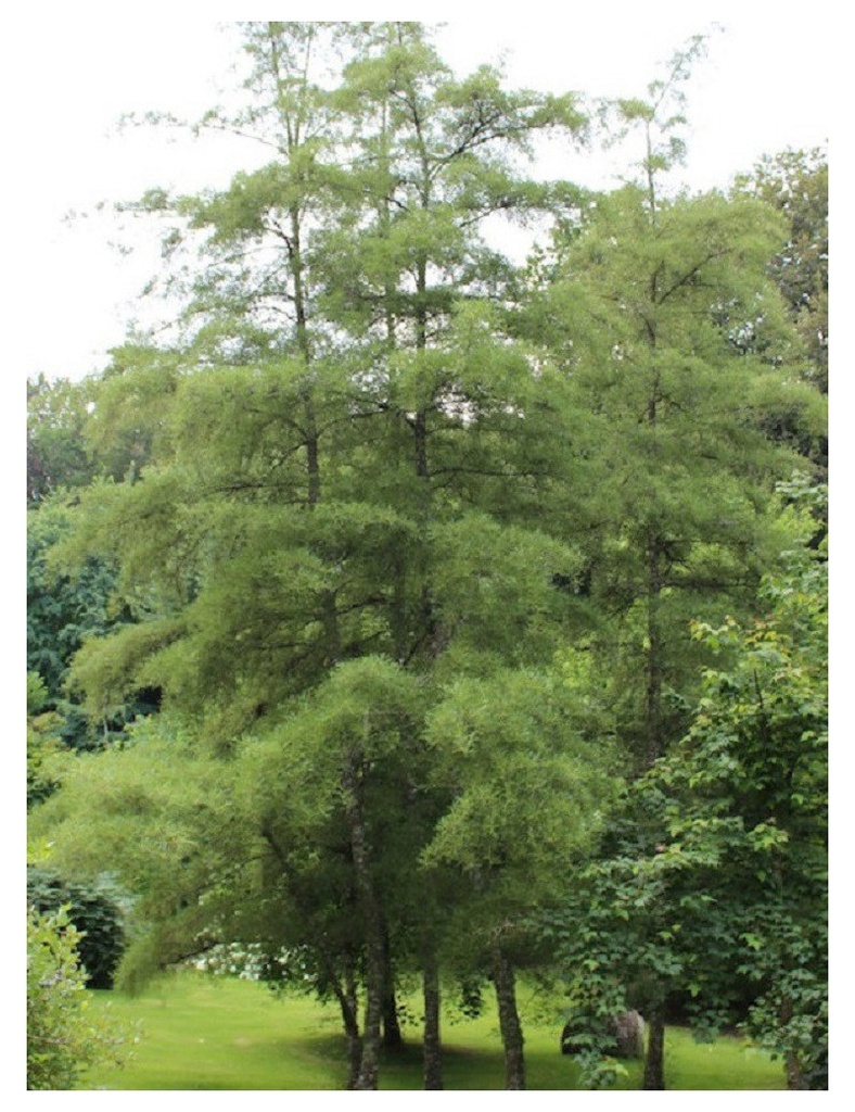 [1004] ALNUS GLUTINOSA IMPERIALIS CEPEE