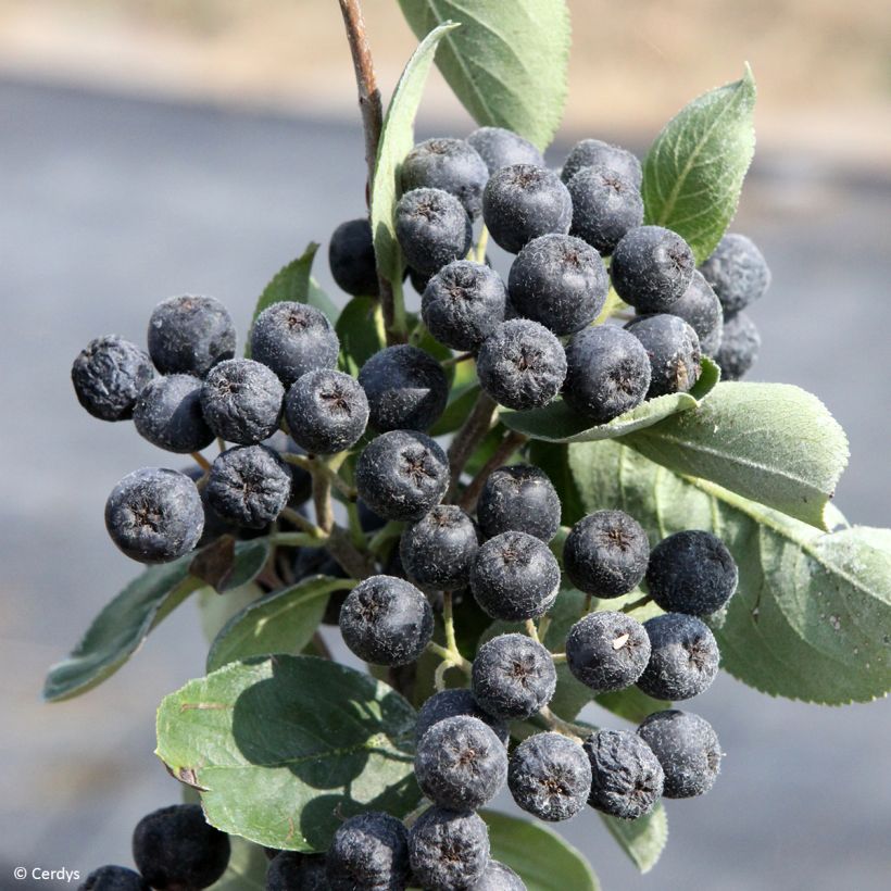 [1267] ARONIA PRUNIFOLIA RUBINA