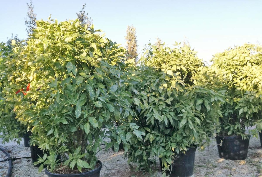 [1549] AUCUBA JAPONICA CROTONEIFOLIA