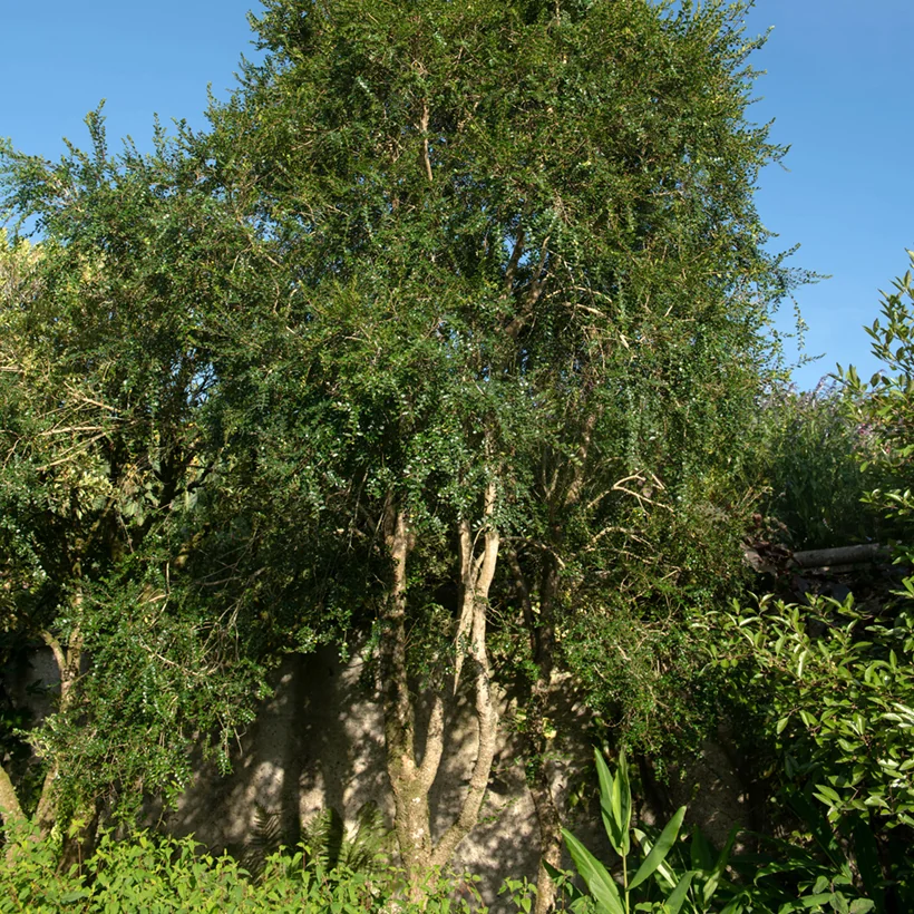 [1587] AZARA MICROPHYLLA