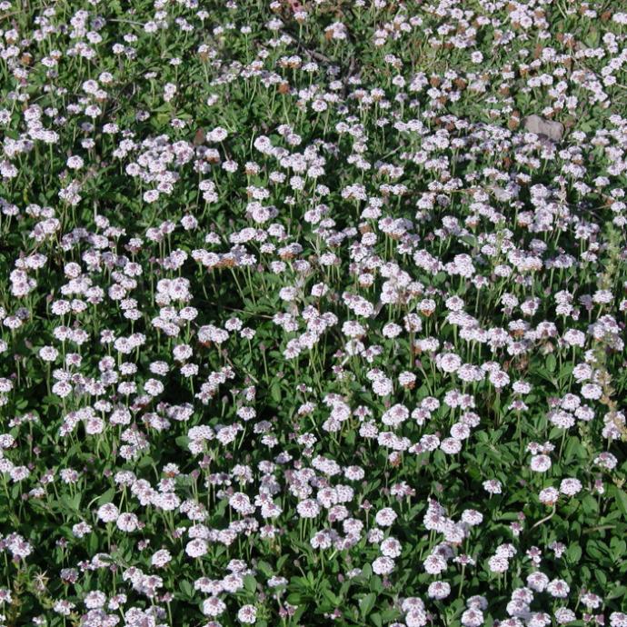[7236] LIPPIA (PHYLA) NODIFLORA GDT
