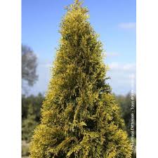 [11859] THUJA OCCIDENTALIS GOLDEN SMARAGD - BOULE (Persistant, 100/150)