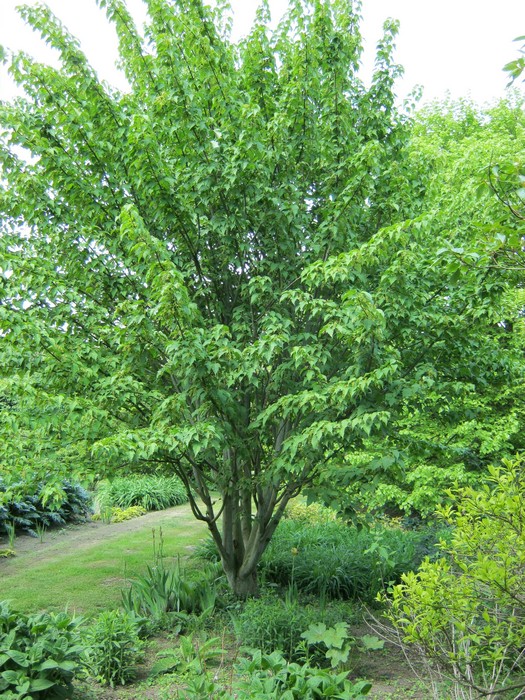 [0142] ACER DAVIDII - DEMI TIGE (Caduc, 3 à 5 m)