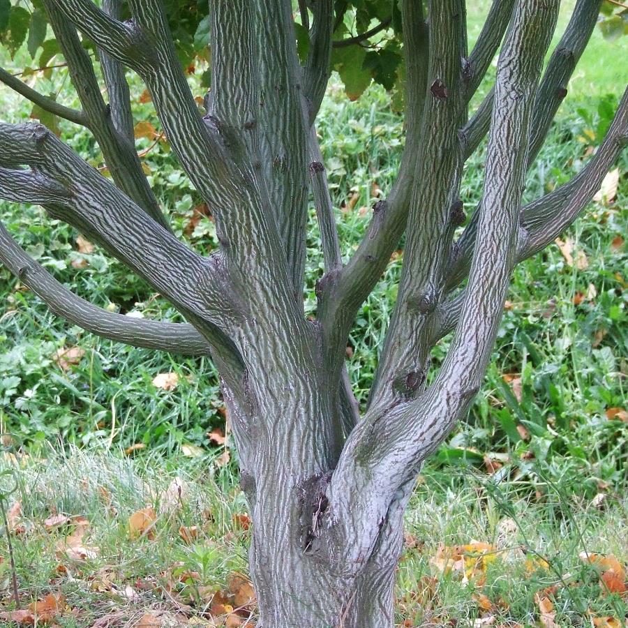 ACER DAVIDII VIPER