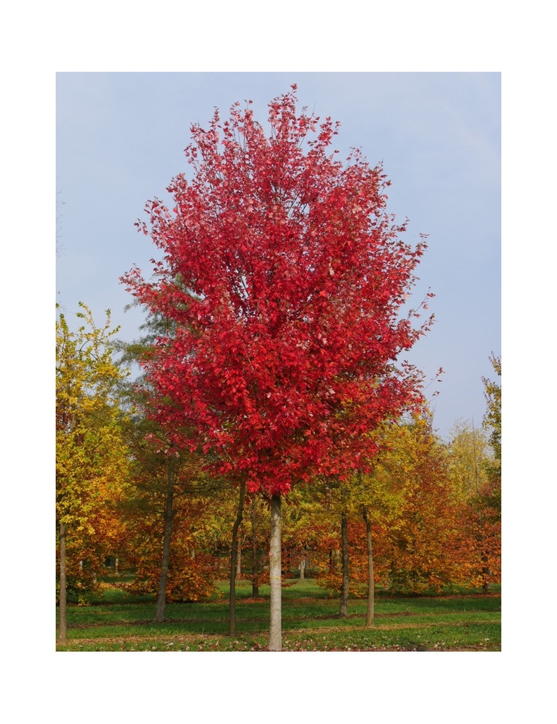 ACER FREEMANII AUTUMN BLAZE (JEFFERSRED)