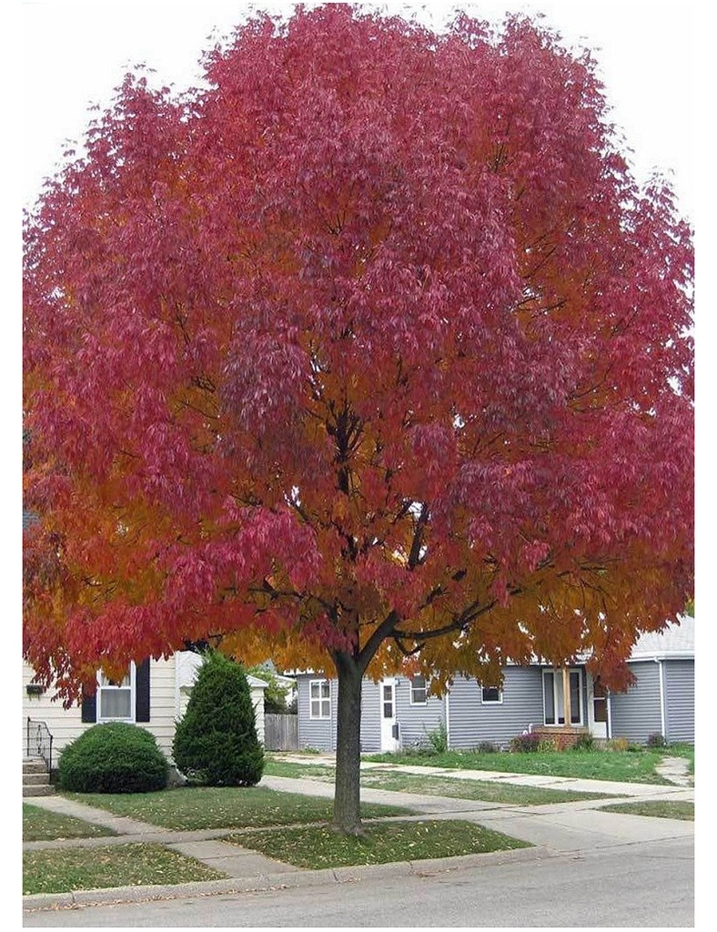 [0181] ACER GINNALA (Caduc, 3 à 5 m)