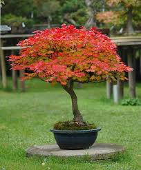 ACER JAPONICUM ACONITIFOLIUM